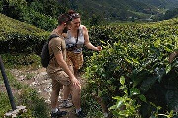 Cameron Highlands Day Tour from Ipoh Tea Plantations with Lunch B