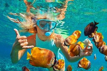 Kizimkazi Mkunguni Dolphin Watching Tour