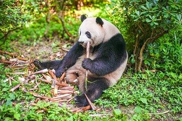 Chengdu Full-Day Tour Pandas, Teahouse and Tuktuk Food Tour