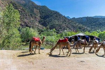 Ourika Valley Day Trip from Marrakech