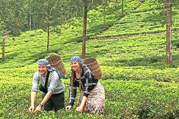 Nuwara Eliya 2 Tea Factory Tea Test &Pick 2 Waterfalls Nature Day