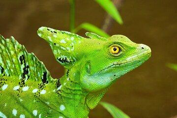 3 Hour Private Caño Negro Wildlife Refuge Boat Tour