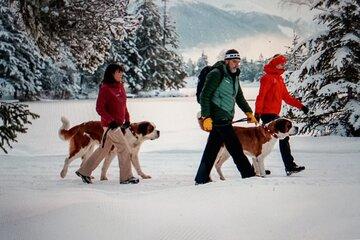 Meet the St. Bernard Dogs in the Swiss Alps with Forest Walk