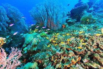 2 Days Bali Escape Menjangan Snorkeling and North Bali Highlights