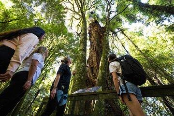 Sanctuary Mountain Ancient Forest Walk & Hamilton Gardens Tour