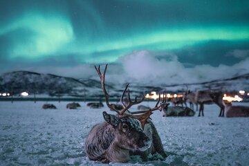 Sami Reindeer Camp Visit and Aurora Wonder Night