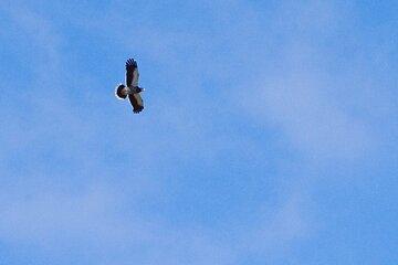 Full-Day Antisana: Condor Watching and La Mica Lagoon