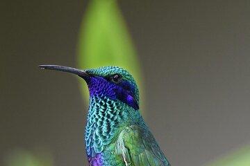 Antigua Cloud Forest Tour