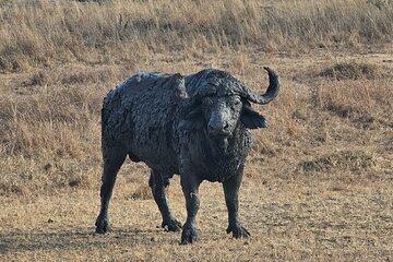 Discover 3days And 2nights From zanzibar to mikumi National Park