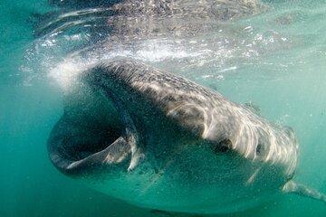 La Paz Whaleshark Private Boat