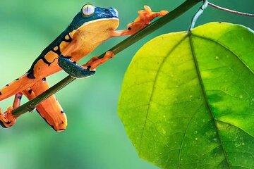 Ticket to Tenorio Volcano National Park