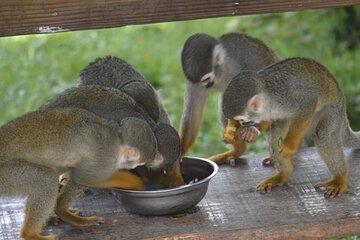 Puerto Plata Monkey Home Tour by Minivan