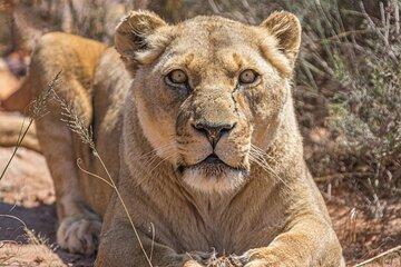 Aquila Game Reserve Safari with Wine Tasting and Lunch