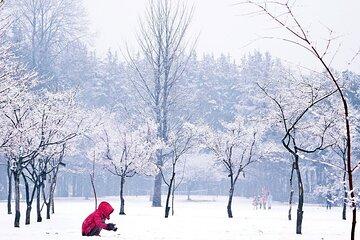 Nami Island, Petite France & Little Italy Tour, With Rail Bike