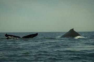 Whale Watching and Marine Life Tour with Snorkeling