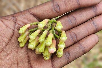Zanzibar Spices Farms and Stone Town Tours by Night All inclusive