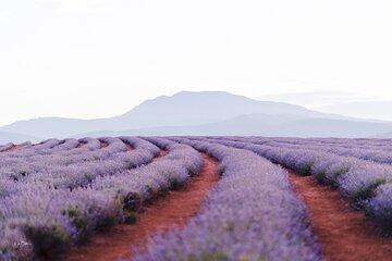Festival of Flowers: Bridestowe Lavender Farm