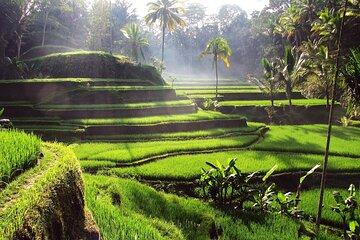 Ubud Customized Tour: Pick Ubud Attractions as Your wish
