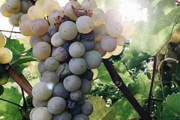 Full-Day Private Algarve Golden Coast & Wine Tasting Experience