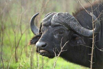 From Johannesburg Full Day Pilanesberg National Park Safari