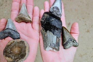 Shark Teeth and Fossil Island Adventure Boat Tour in Charleston