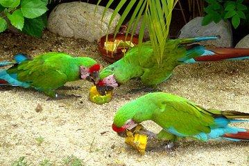 Ixtapa City and Countryside Combo Tour