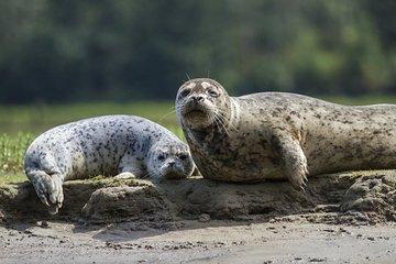 Snorkeling with Seals in Nanaimo from Vancouver