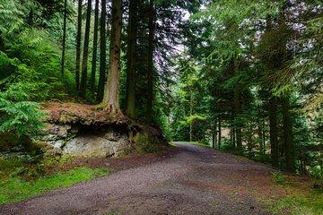 Forests & Wildlife - Full Day - Up to 4 People