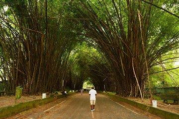 The Banco National Park and Bingerville tour in Abidjan