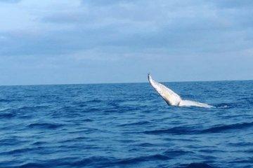 Whale Watching boat tour in Geraldton