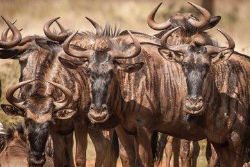Tanzania safari 1- Day - ARUSHA NATIONAL PARK VISIT