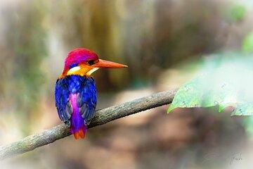 Bondla Wildlife Sanctuary with Lunch in Spice Plantation in Goa