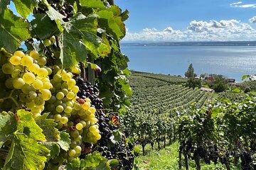 Lake Constance wine tour > day tour > wine tasting at 3 winemakers