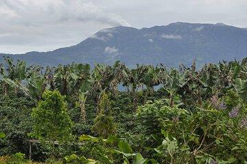 Coffee and Organic Farm Walking Tour in Turrialba