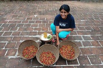 Five Farms Coffee-Farm to Cup Journey