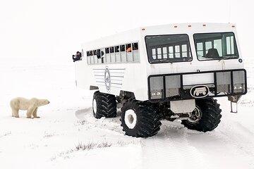One Day Polar Bear Adventure