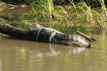 Everglades National Park with Round Trip Hotel Pick up in Miami