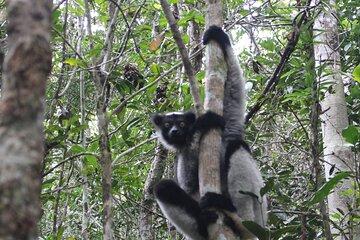 5 Days Private Tour to Lemurs Island