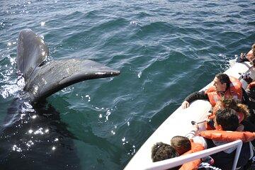 Peninsula Valdes, Puerto Madryn, Whale watching (optional)
