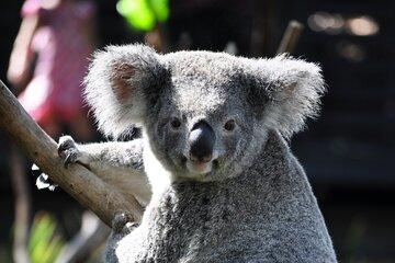 4 Days Great Barrier Reef, Kuranda, Daintree & Tablelands Cairns