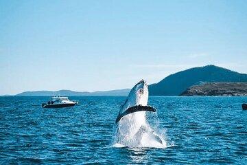 Port Stephens, departing Newcastle - Whales, hike & sand dunes!