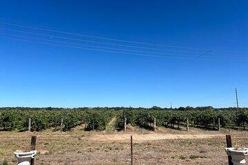 Barossa Valley Gin and Wine Tour