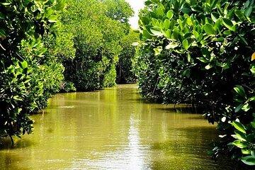 Private Tour to Mangrove and Nataraja Temple from Chennai