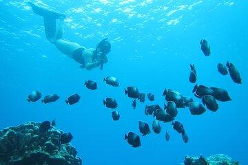 Easter Island Private Snorkeling Tour on Coral Reefs