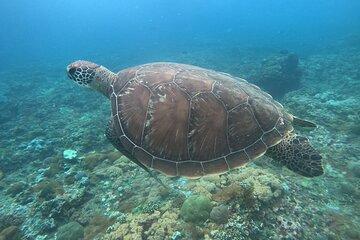Snorkeling with turtle in Nusa Penida Bali