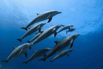 Hurghada Dolphins House Full Day Boat Tour