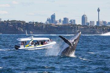 Whale Watching Adventure Cruise