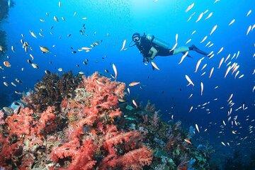 Scuba Diving Day Trip Phi Phi and Shark Point
