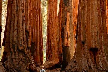 National Parks, Yosemite, Sequoia, and King’s Canyon 2 Days Tour