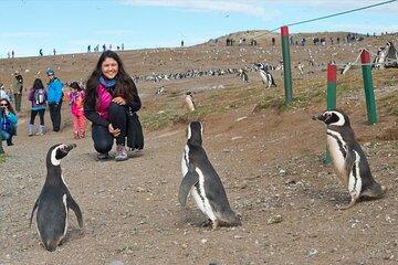 Half Day Sailing to Isla Marta and Magdalena from Punta Arenas